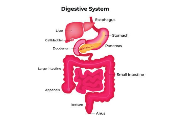 Digestive System Medical Illustration