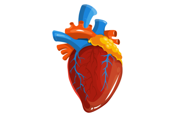 Human Heart. Medical Illustration. Carto