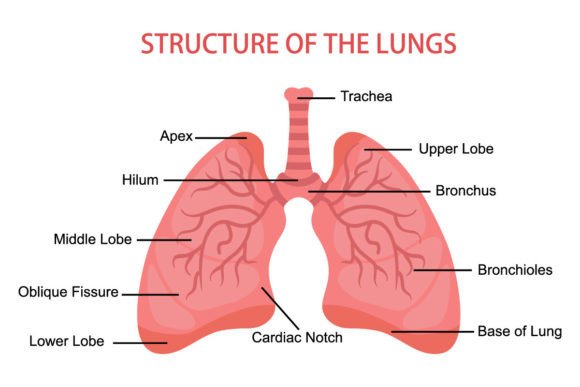 Human Lungs Anatomy Medical